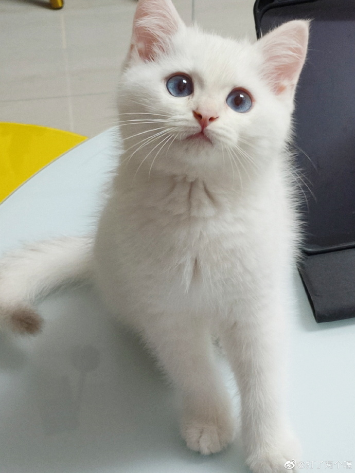 猫图片|宠物猫|猫咪|