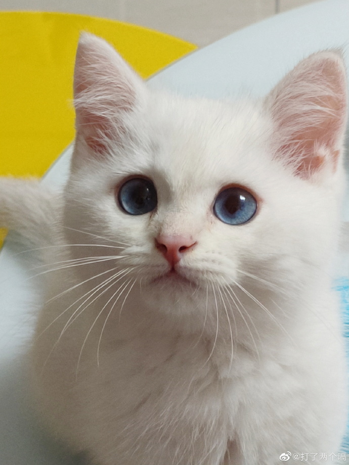 猫图片|宠物猫|猫咪|