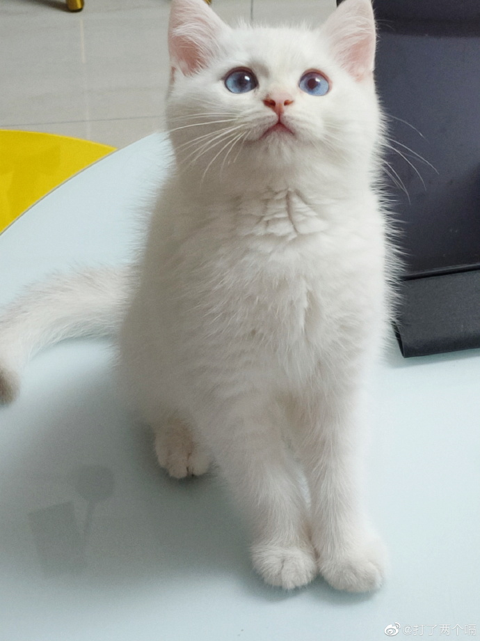 猫图片|宠物猫|猫咪|