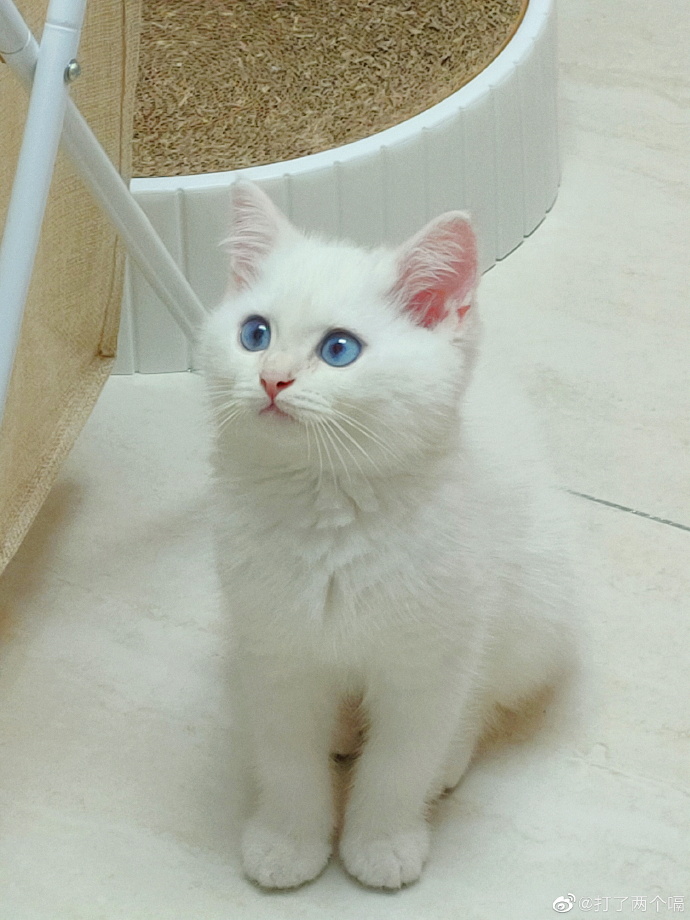 猫图片|宠物猫|猫咪|