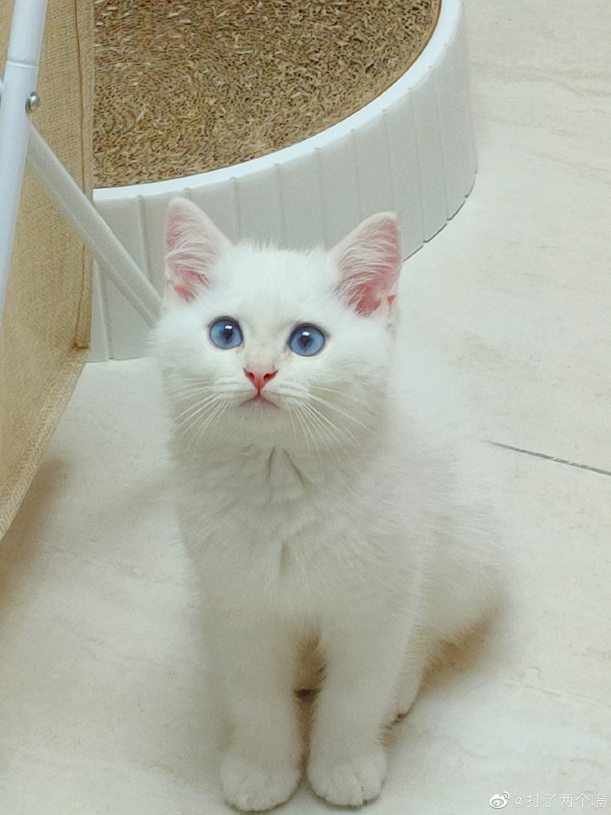 猫图片|宠物猫|猫咪|