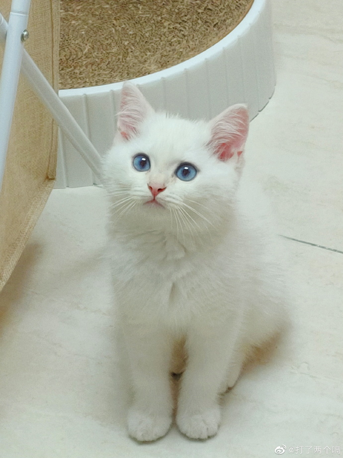 猫图片|宠物猫|猫咪|