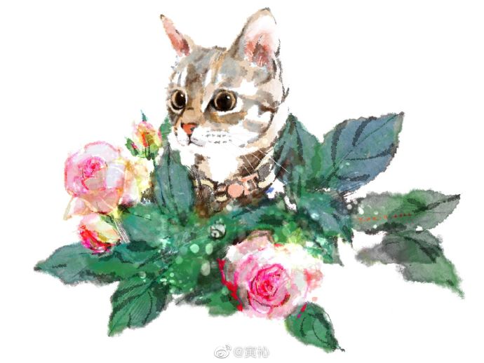 猫图片|宠物猫|猫咪|