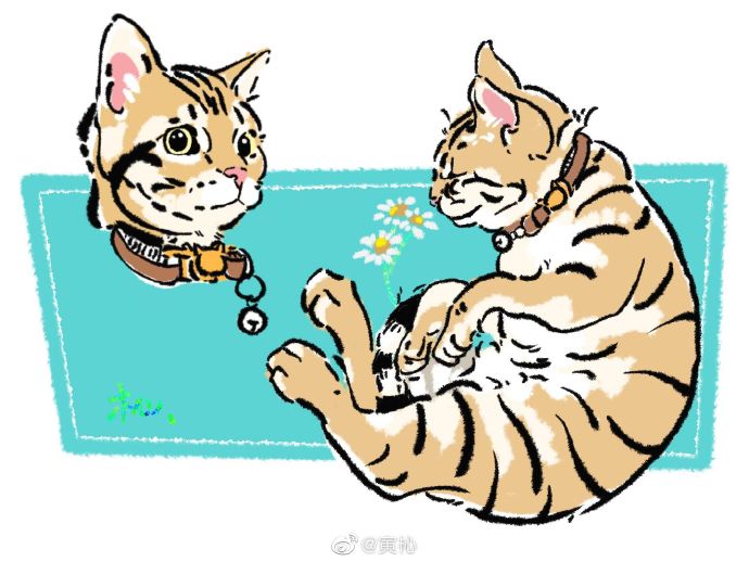 猫图片|宠物猫|猫咪|