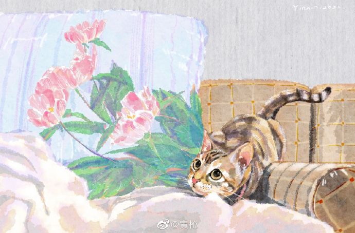 猫图片|宠物猫|猫咪|