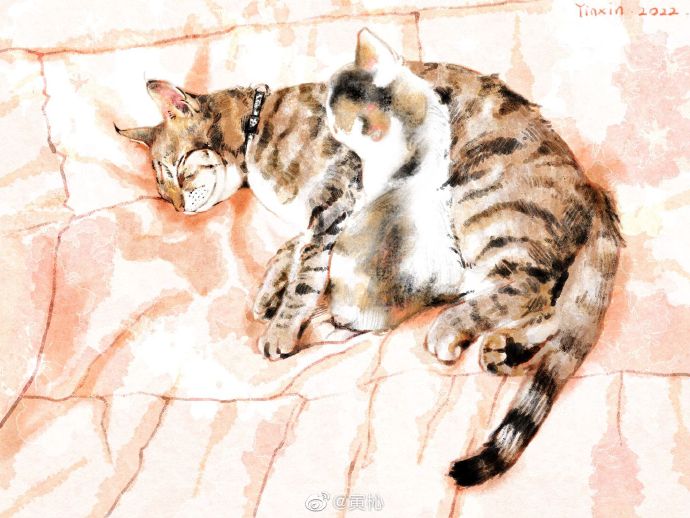 猫图片|宠物猫|猫咪|