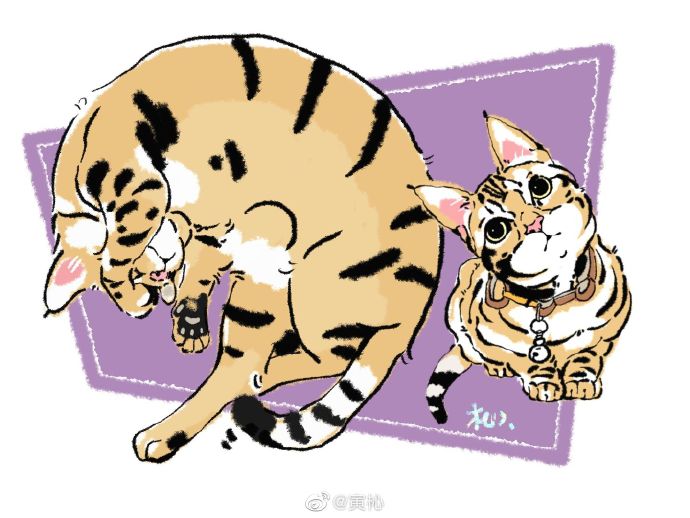 猫图片|宠物猫|猫咪|