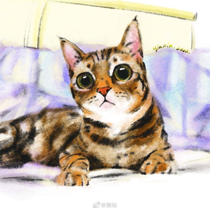 猫图片|宠物猫|猫咪|