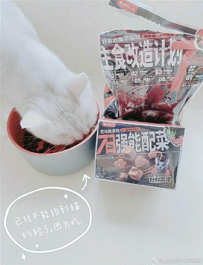 猫图片|宠物猫|猫咪|