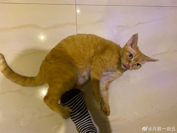 猫图片|宠物猫|猫咪|