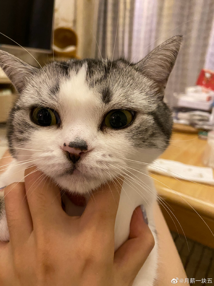 猫图片|宠物猫|猫咪|