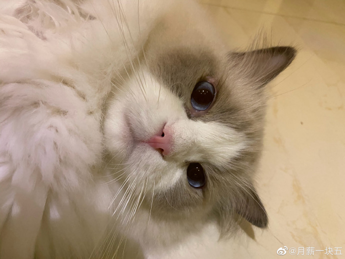 猫图片|宠物猫|猫咪|
