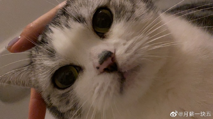 猫图片|宠物猫|猫咪|