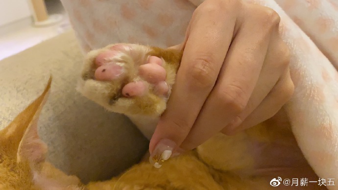 猫图片|宠物猫|猫咪|