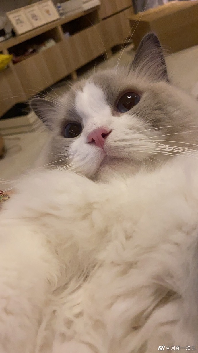 猫图片|宠物猫|猫咪|