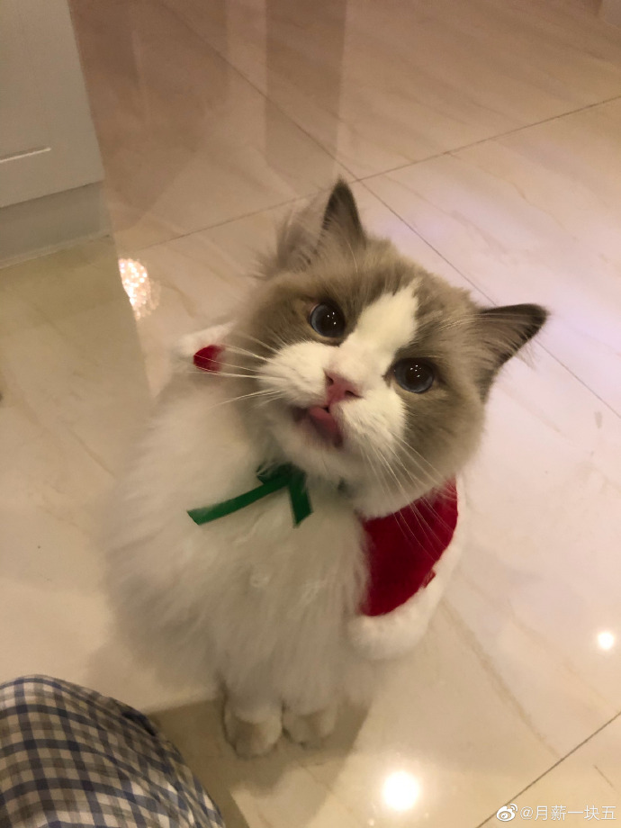 猫图片|宠物猫|猫咪|