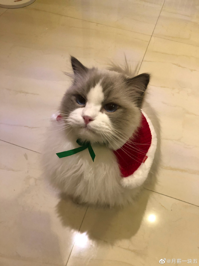 猫图片|宠物猫|猫咪|