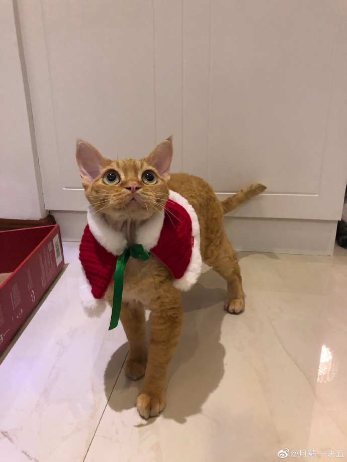 猫图片|宠物猫|猫咪|