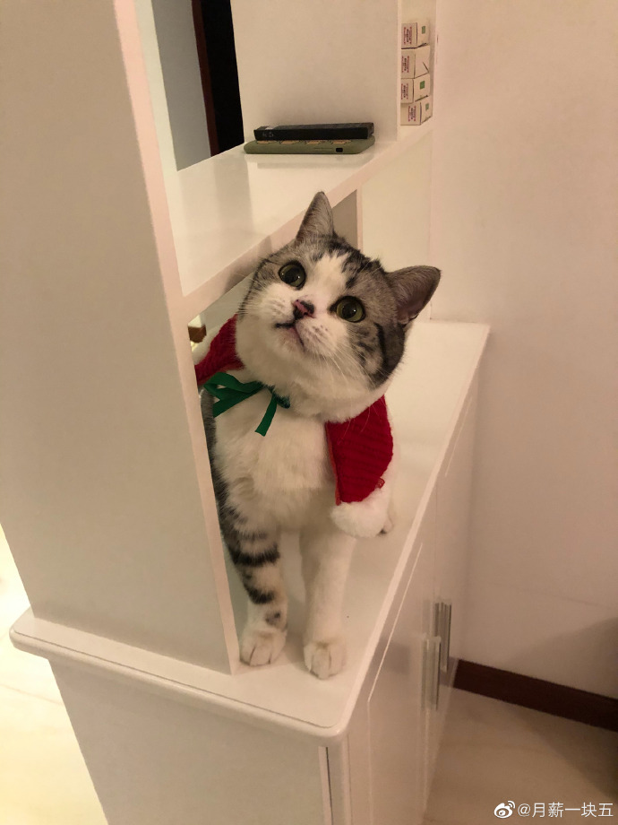 猫图片|宠物猫|猫咪|