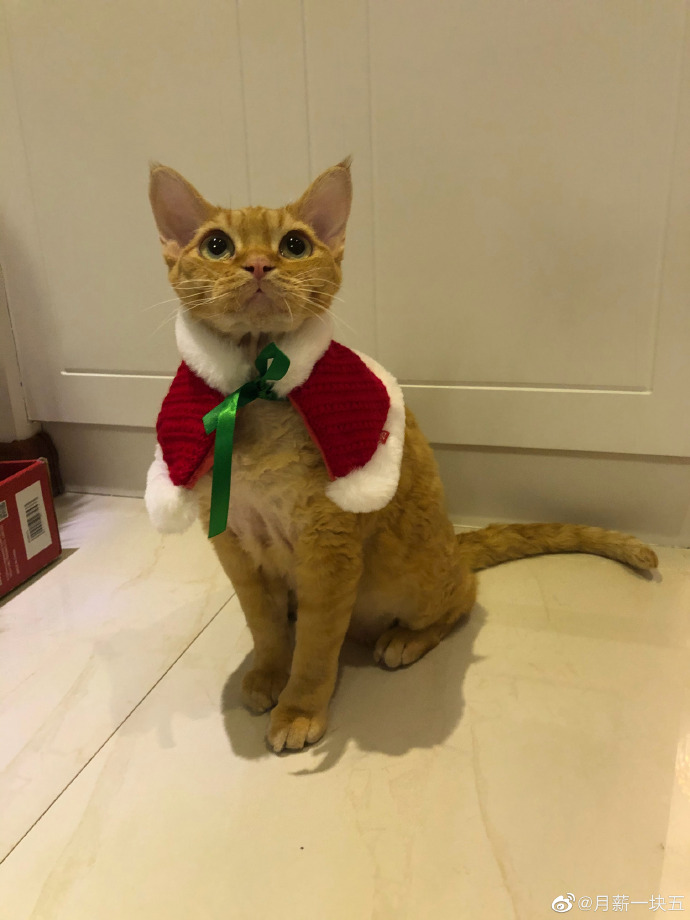 猫图片|宠物猫|猫咪|