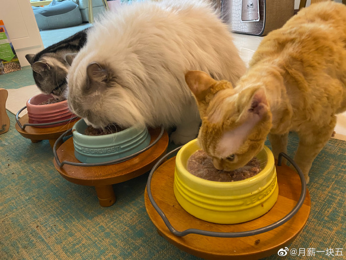 猫图片|宠物猫|猫咪|