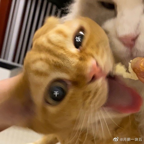 猫图片|宠物猫|猫咪|