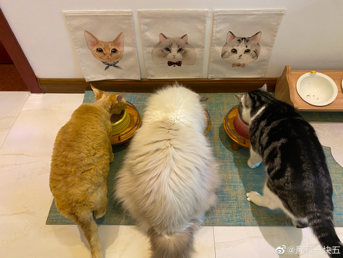 猫图片|宠物猫|猫咪|