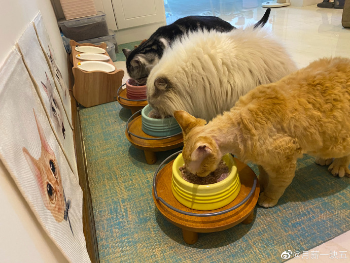 猫图片|宠物猫|猫咪|