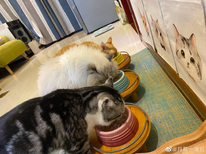 猫图片|宠物猫|猫咪|