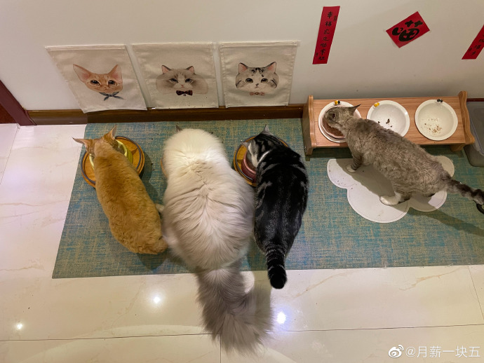 猫图片|宠物猫|猫咪|