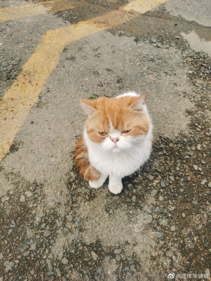 猫图片|宠物猫|猫咪|