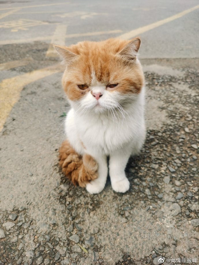 猫图片|宠物猫|猫咪|