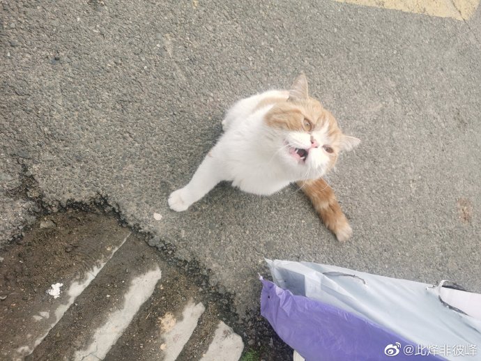 猫图片|宠物猫|猫咪|