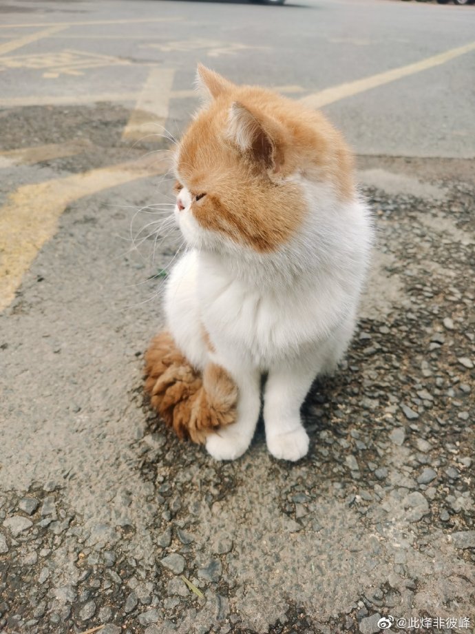 猫图片|宠物猫|猫咪|