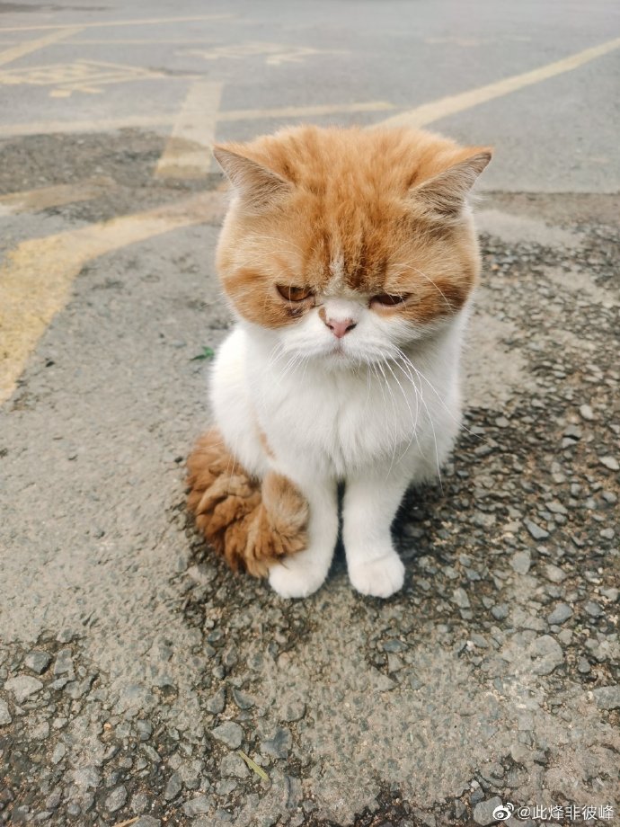 猫图片|宠物猫|猫咪|