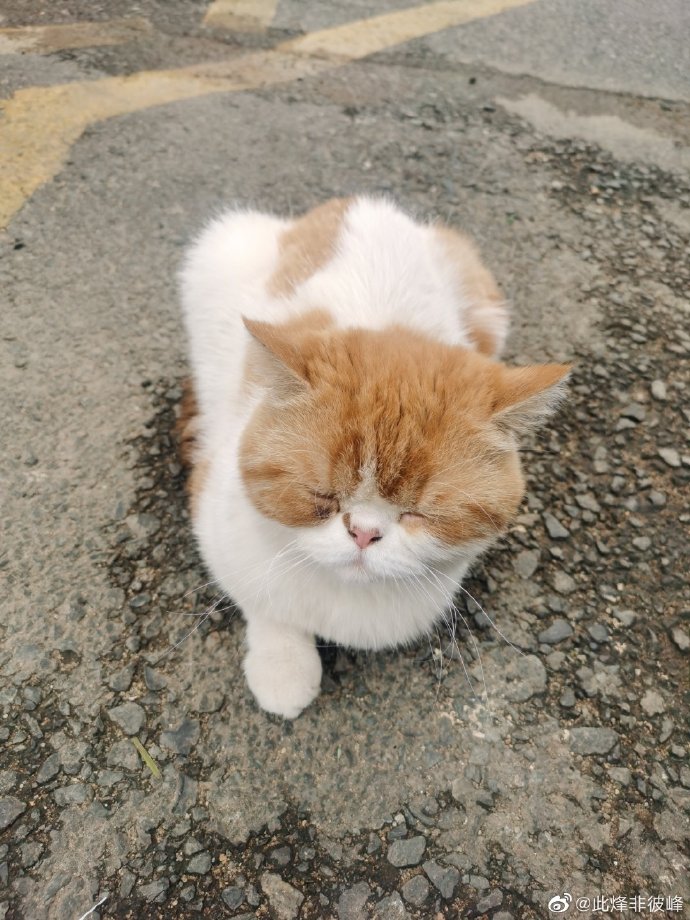 猫图片|宠物猫|猫咪|