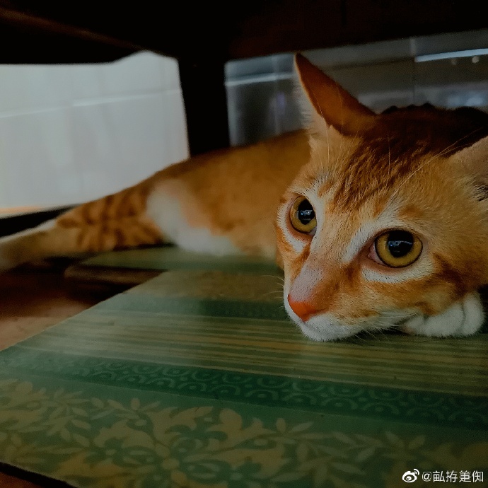 猫图片|宠物猫|猫咪|