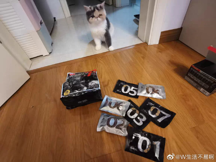 猫图片|宠物猫|猫咪|