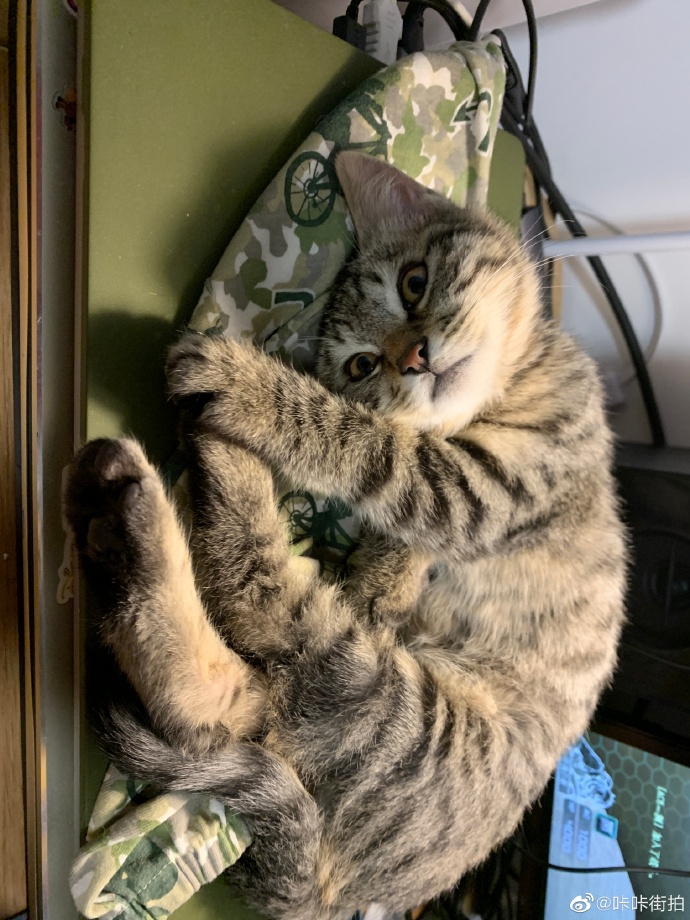 猫图片|宠物猫|猫咪|