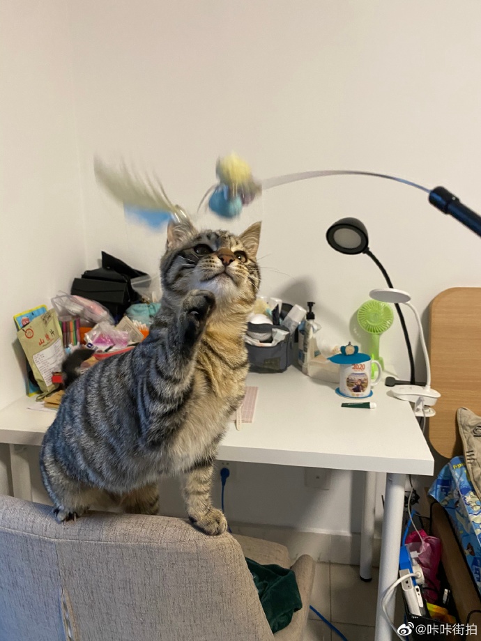 猫图片|宠物猫|猫咪|