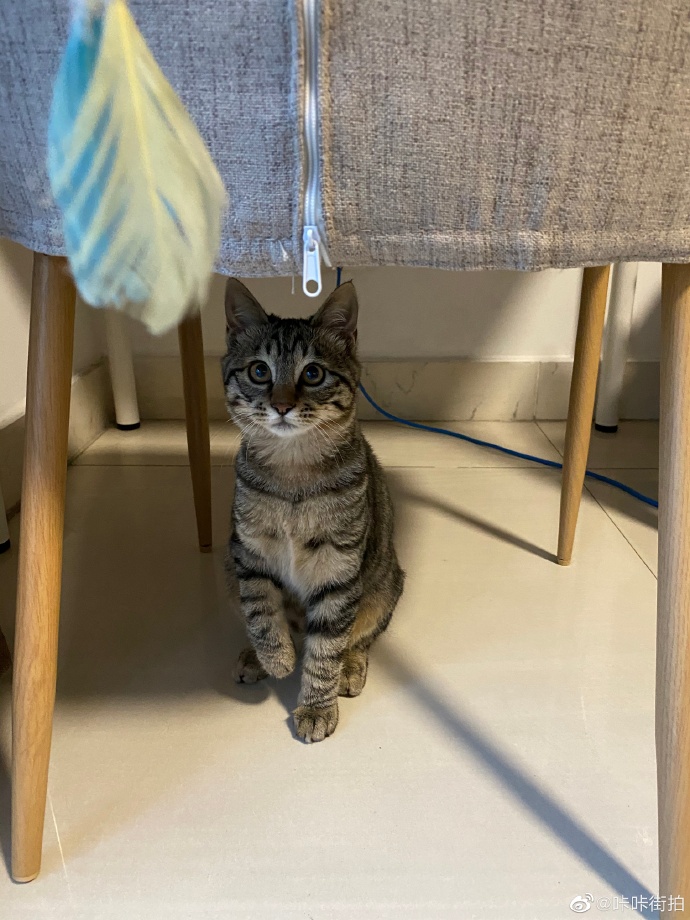 猫图片|宠物猫|猫咪|