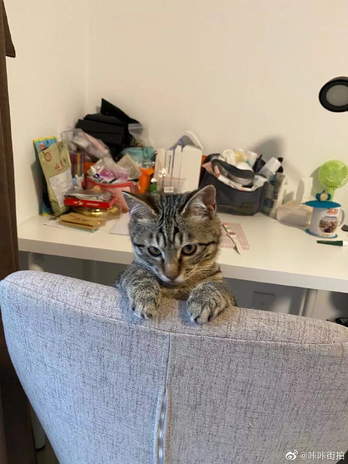 猫图片|宠物猫|猫咪|