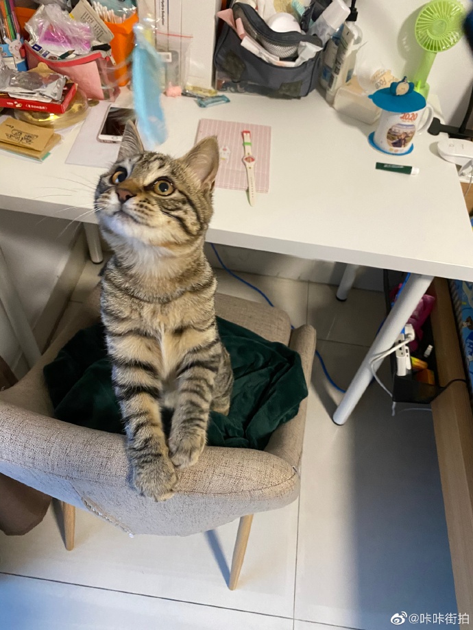 猫图片|宠物猫|猫咪|