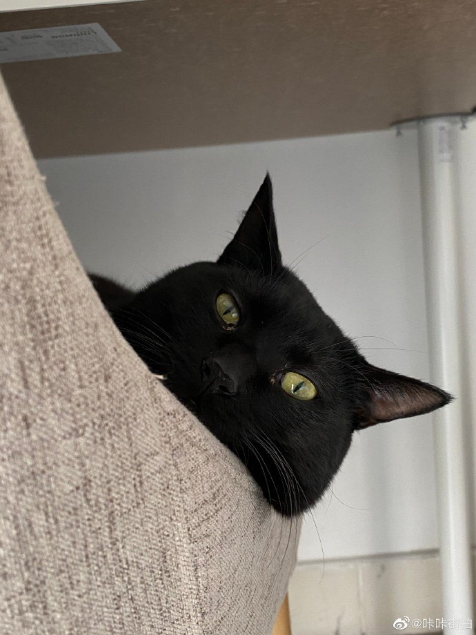 猫图片|宠物猫|猫咪|