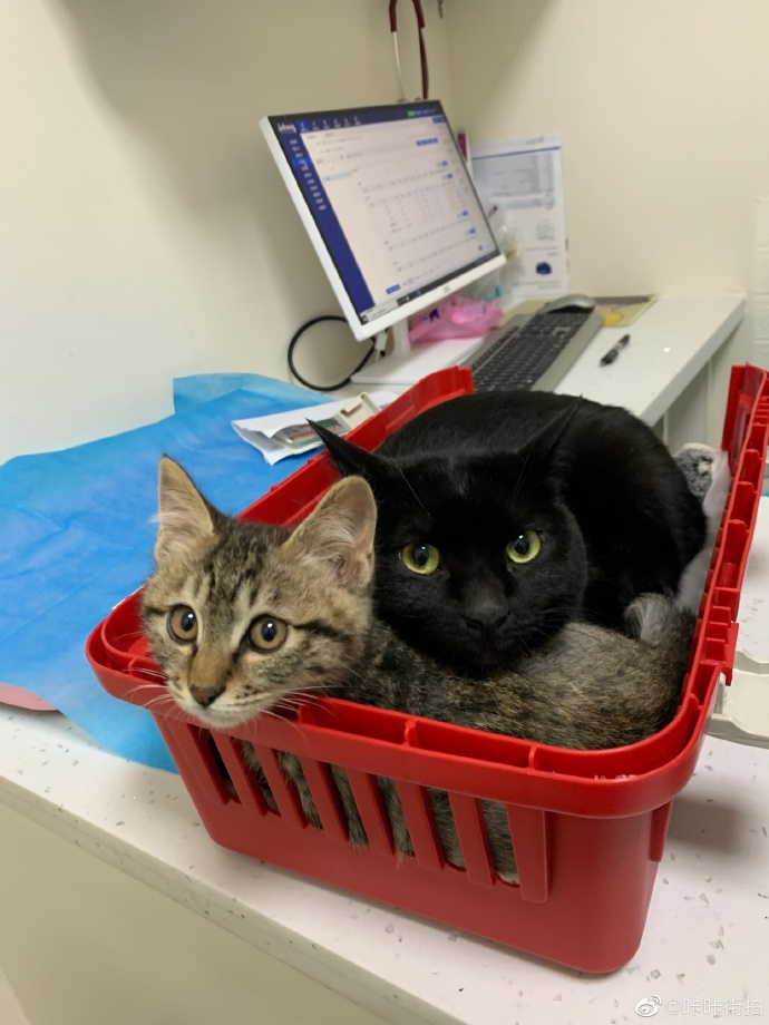 猫图片|宠物猫|猫咪|