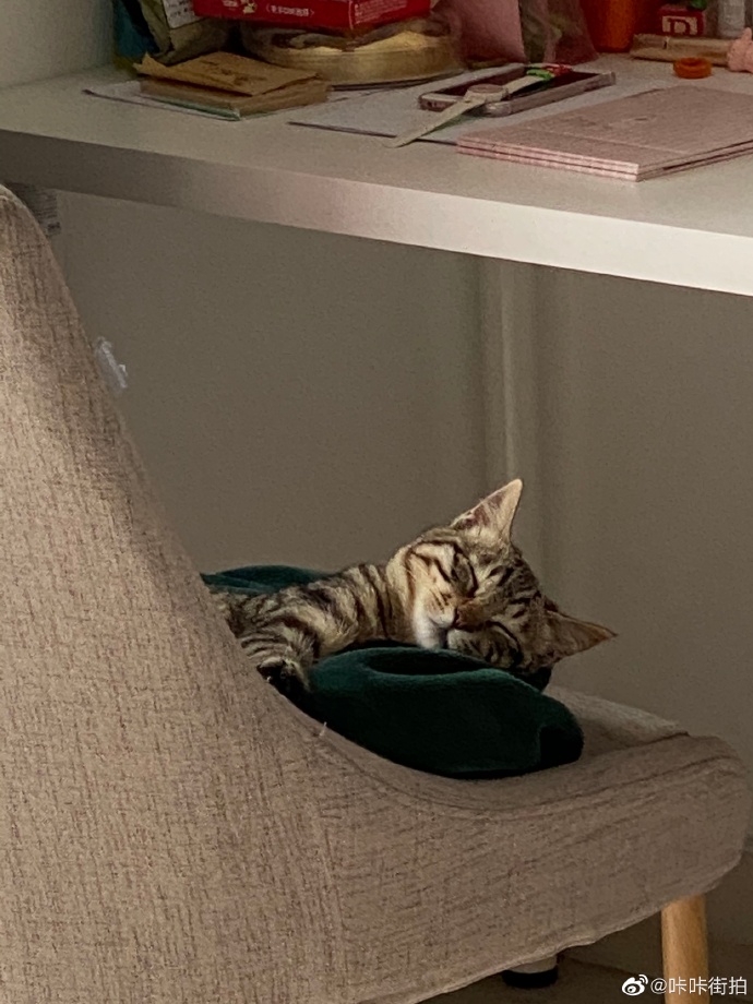 猫图片|宠物猫|猫咪|