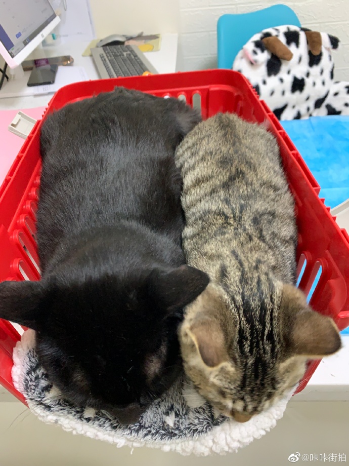 猫图片|宠物猫|猫咪|