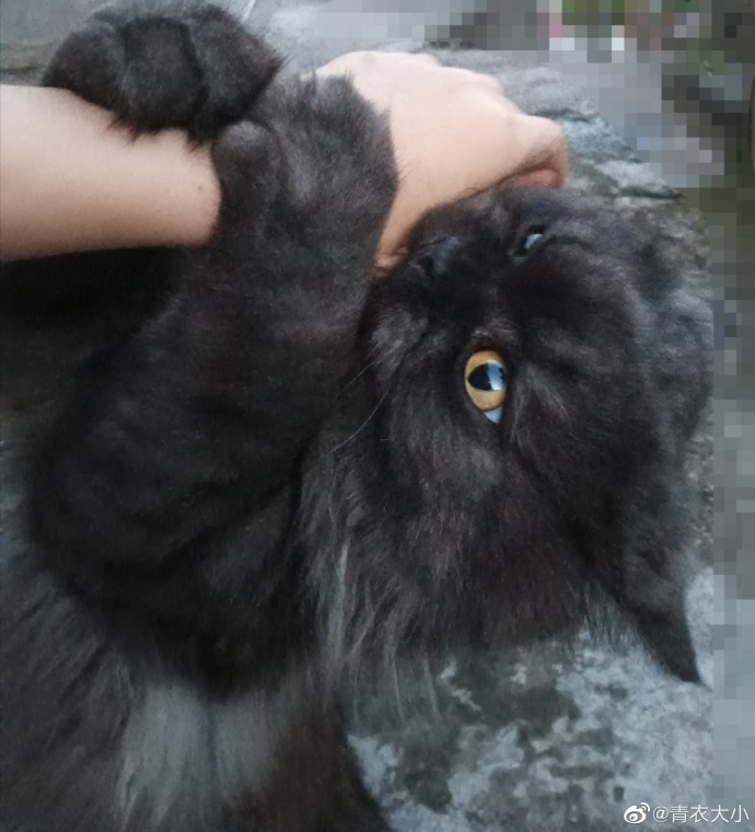 猫图片|宠物猫|猫咪|