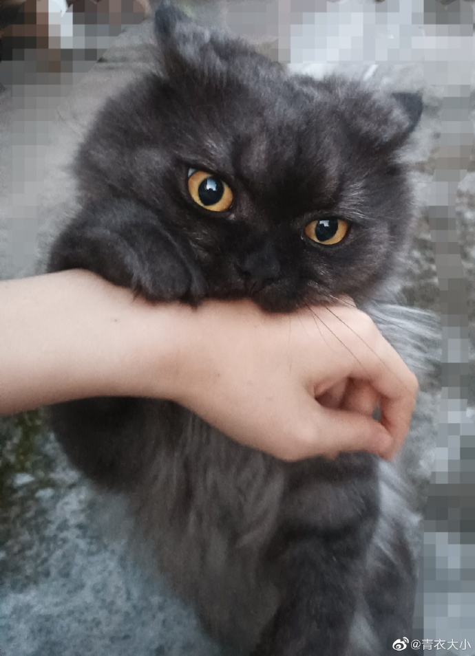 猫图片|宠物猫|猫咪|