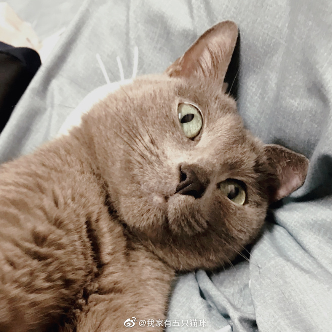 猫图片|宠物猫|猫咪|